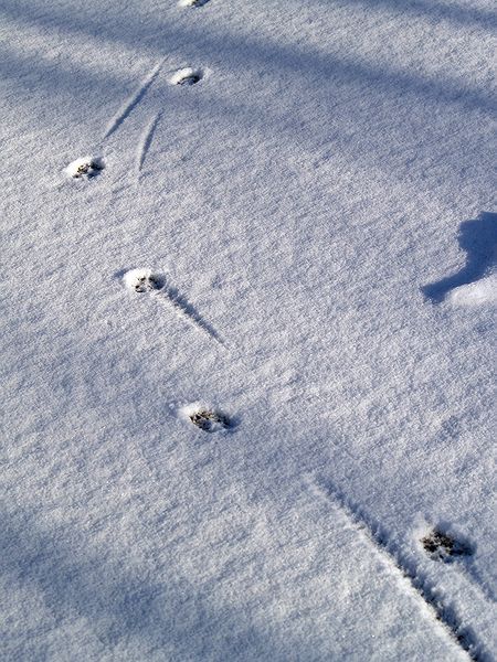 Moose hunt