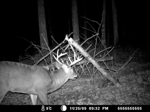 Deer